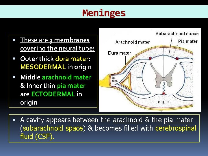 Meninges These are 3 membranes covering the neural tube: Outer thick dura mater: MESODERMAL