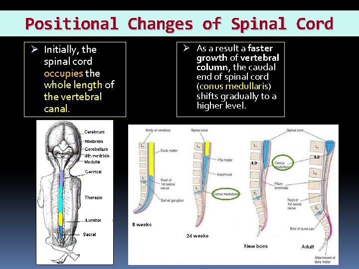 Positional Changes of Spinal Cord Ø Initially, the spinal cord occupies the whole length