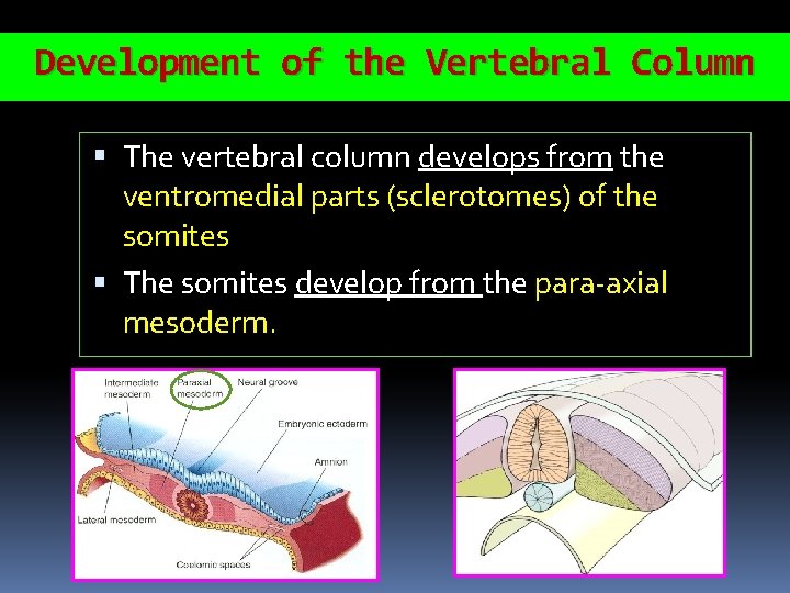 Development of the Vertebral Column The vertebral column develops from the ventromedial parts (sclerotomes)