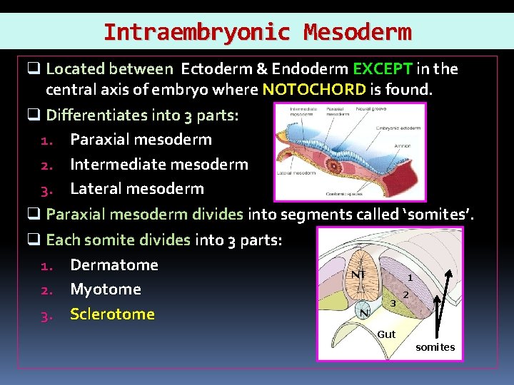 Intraembryonic Mesoderm q Located between Ectoderm & Endoderm EXCEPT in the central axis of
