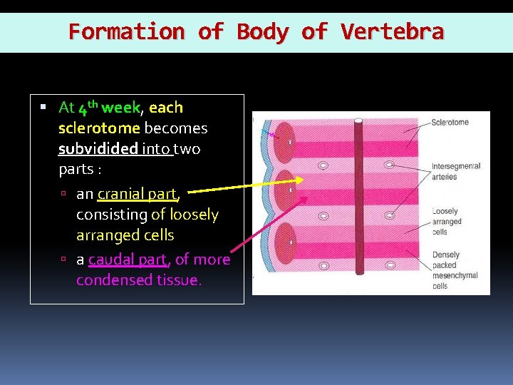 Formation of Body of Vertebra At 4 th week, each e sclerotome becomes subvidided