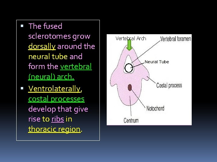  The fused sclerotomes grow dorsally around the neural tube and form the vertebral