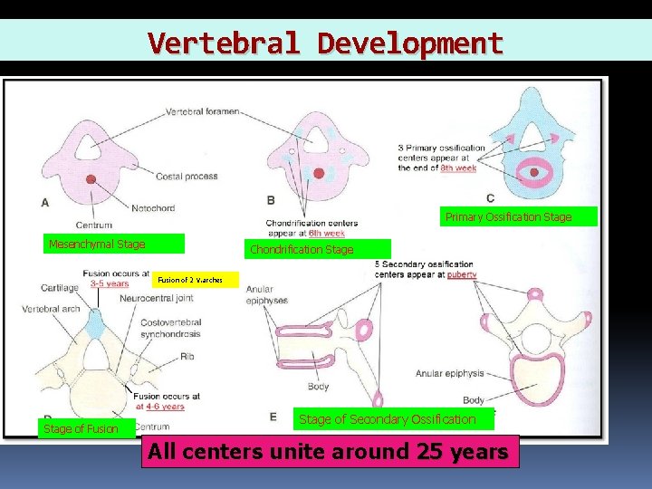 Vertebral Development Primary Ossification Stage Mesenchymal Stage Chondrification Stage Fusion of 2 V. arches