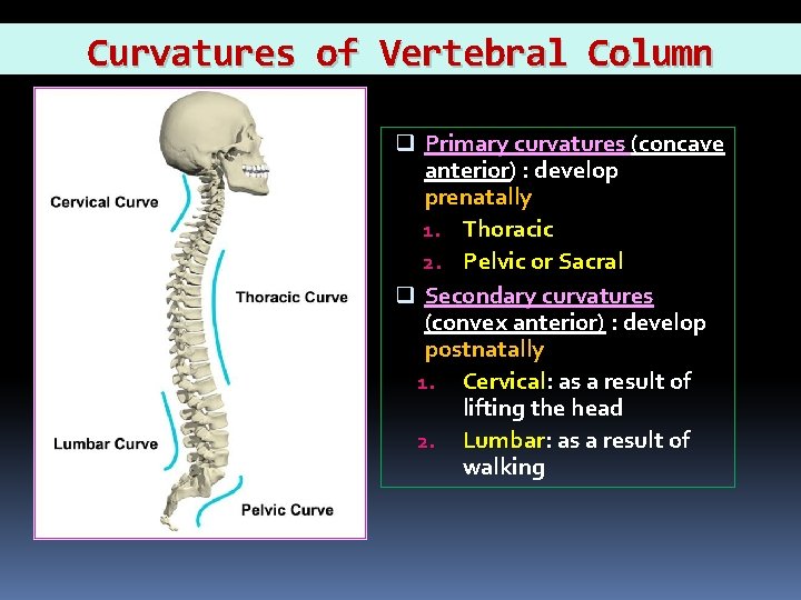 Curvatures of Vertebral Column q Primary curvatures (concave anterior) : develop prenatally 1. Thoracic