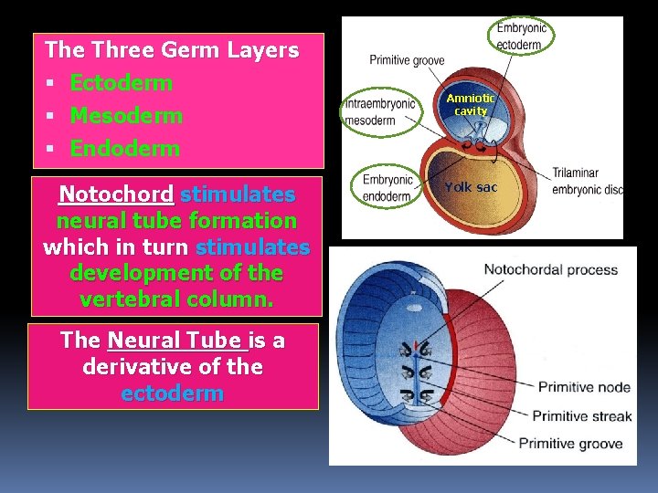 The Three Germ Layers Ectoderm Mesoderm Endoderm Notochord stimulates neural tube formation which in