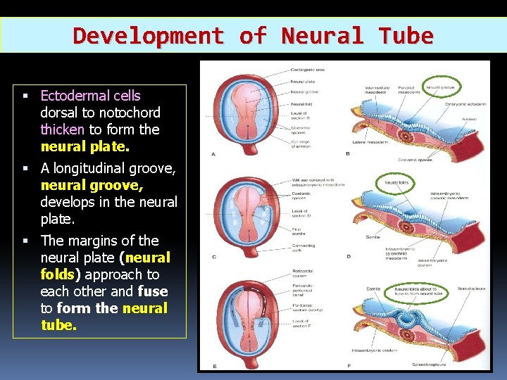 Development of Neural Tube Ectodermal cells dorsal to notochord thicken to form the neural