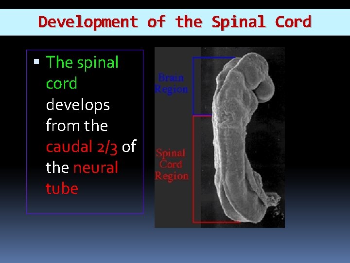 Development of the Spinal Cord The spinal cord develops from the caudal 2/3 of