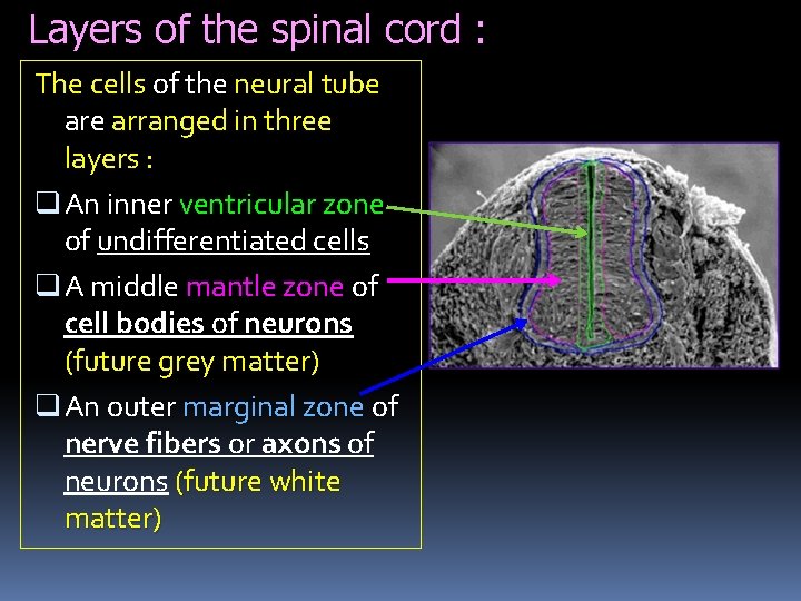 Layers of the spinal cord : The cells of the neural tube arranged in