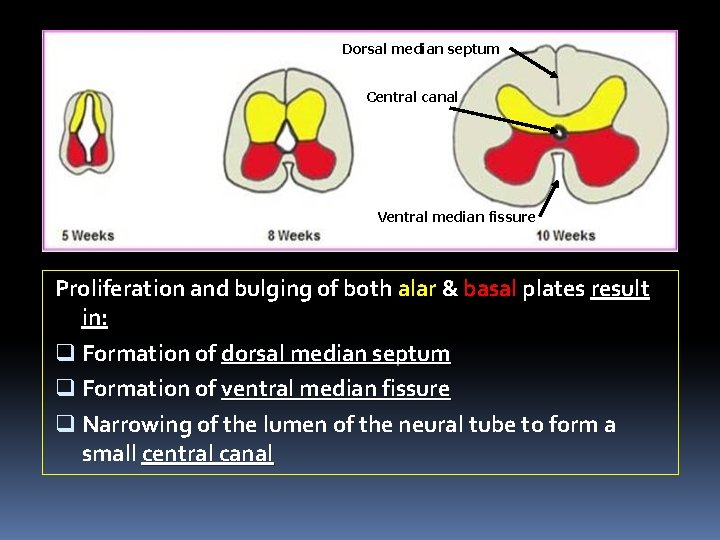 Dorsal median septum Central canal Ventral median fissure Proliferation and bulging of both alar