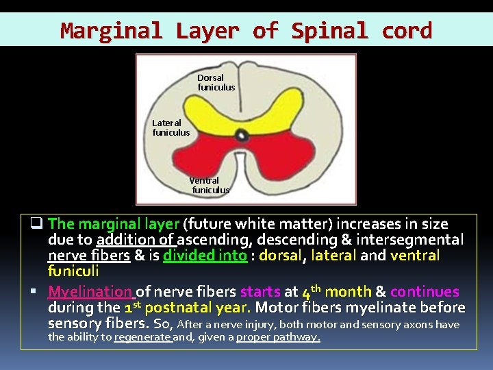 Marginal Layer of Spinal cord Dorsal funiculus Lateral funiculus Ventral funiculus q The marginal