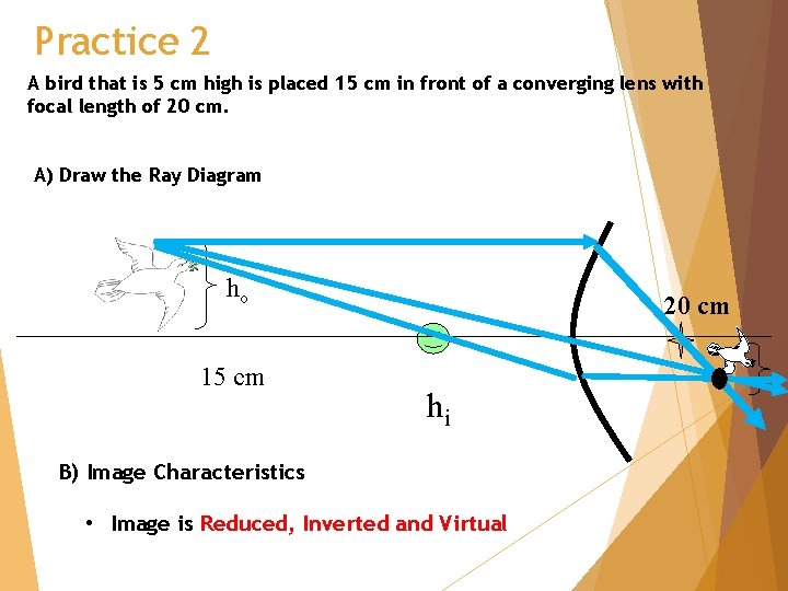 Practice 2 A bird that is 5 cm high is placed 15 cm in