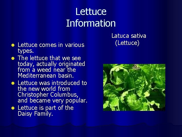 Lettuce Information Lettuce comes in various types. l The lettuce that we see today,