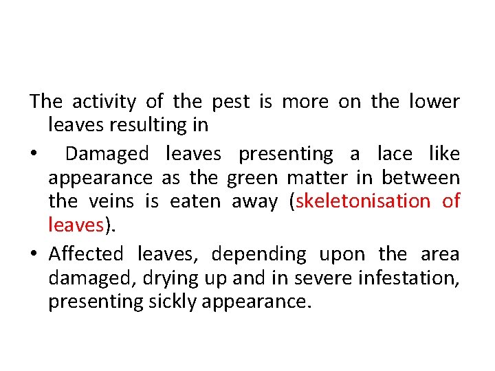 The activity of the pest is more on the lower leaves resulting in •