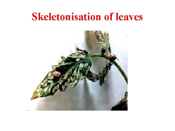 Skeletonisation of leaves 
