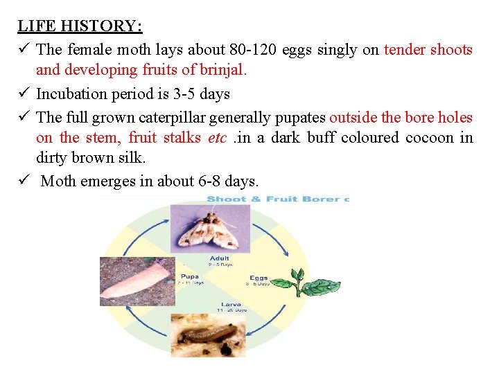 LIFE HISTORY: ü The female moth lays about 80 -120 eggs singly on tender