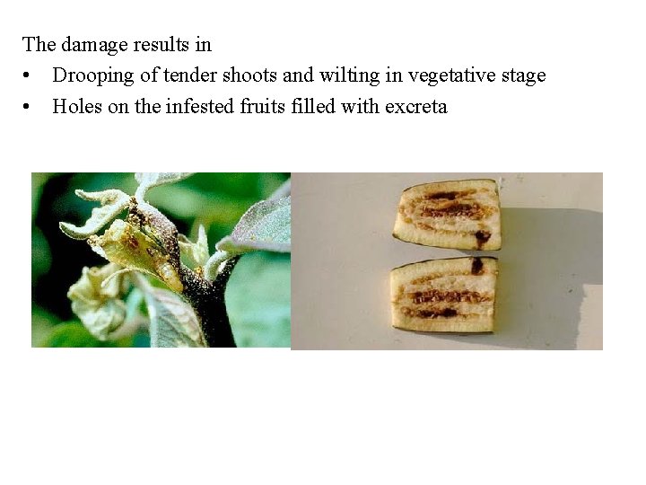 The damage results in • Drooping of tender shoots and wilting in vegetative stage