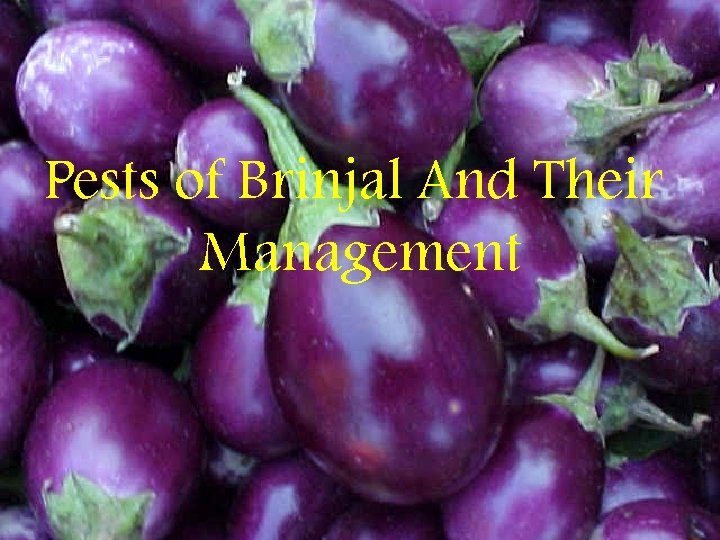 Pests of Brinjal And Their Management 