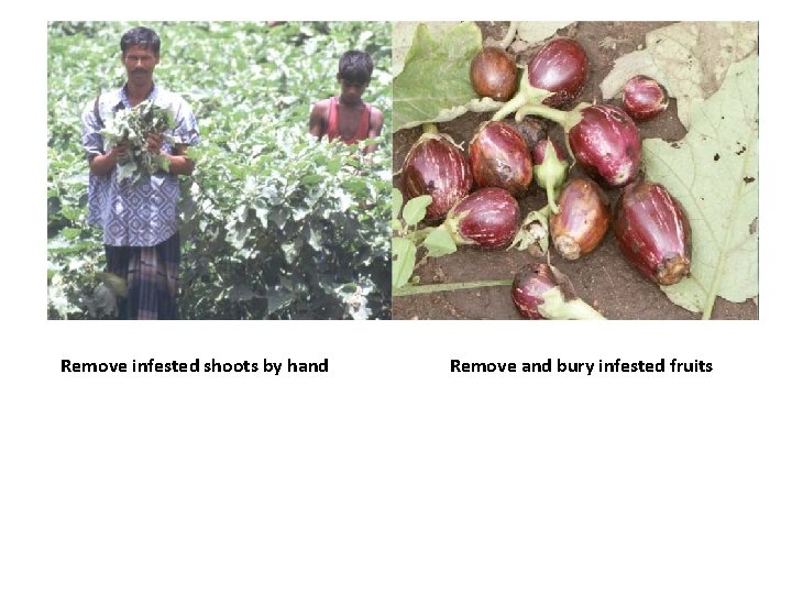 Remove infested shoots by hand Remove and bury infested fruits 