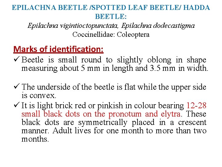 EPILACHNA BEETLE /SPOTTED LEAF BEETLE/ HADDA BEETLE: Epilachna vigintioctopunctata, Epilachna dodecastigma Coccinellidae: Coleoptera Marks