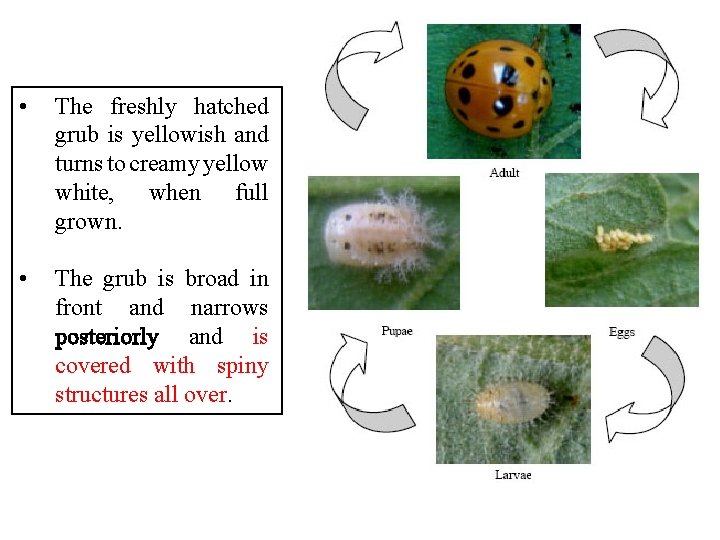  • The freshly hatched grub is yellowish and turns to creamy yellow white,