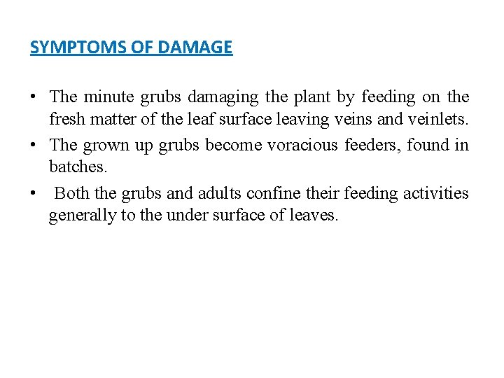 SYMPTOMS OF DAMAGE • The minute grubs damaging the plant by feeding on the