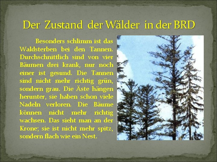 Besonders schlimm ist das Waldsterben bei den Tannen. Durchschnittlich sind von vier Bäumen drei