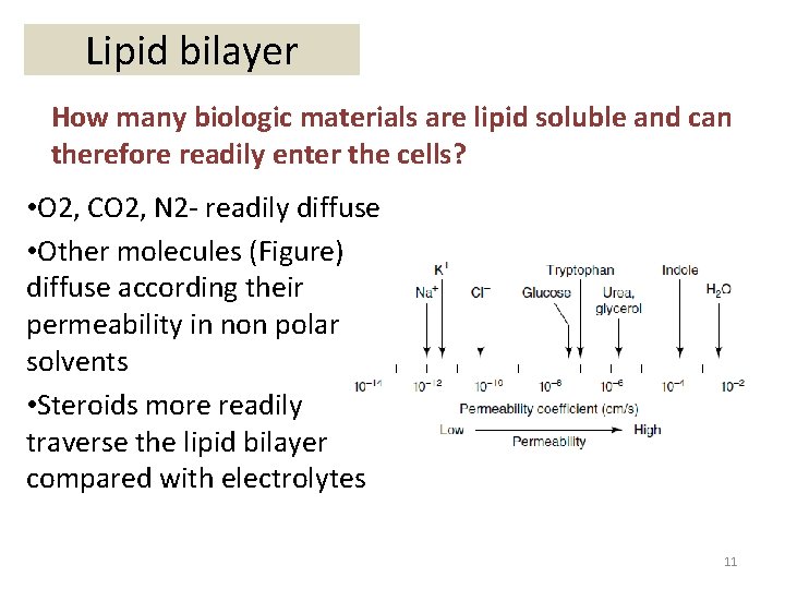 Lipid bilayer How many biologic materials are lipid soluble and can therefore readily enter