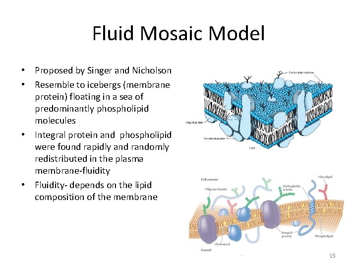 Fluid Mosaic Model • Proposed by Singer and Nicholson • Resemble to icebergs (membrane