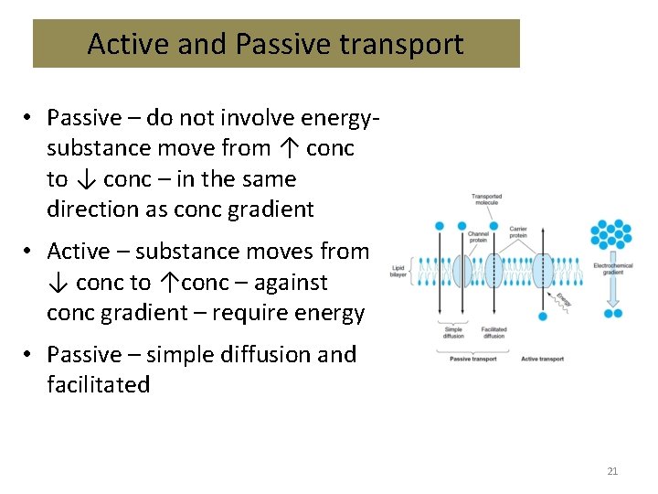 Active and Passive transport • Passive – do not involve energysubstance move from ↑