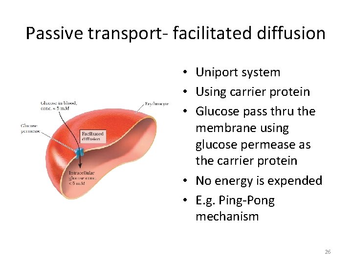 Passive transport- facilitated diffusion • Uniport system • Using carrier protein • Glucose pass