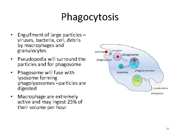 Phagocytosis • Engulfment of large particles – viruses, bacteria, cell, debris by macrophages and
