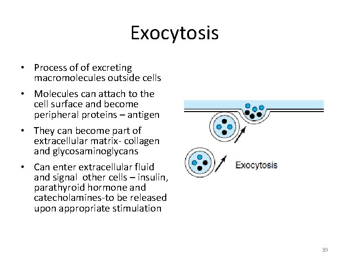 Exocytosis • Process of of excreting macromolecules outside cells • Molecules can attach to
