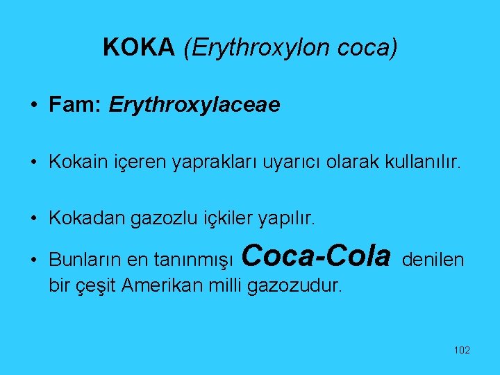 KOKA (Erythroxylon coca) • Fam: Erythroxylaceae • Kokain içeren yaprakları uyarıcı olarak kullanılır. •