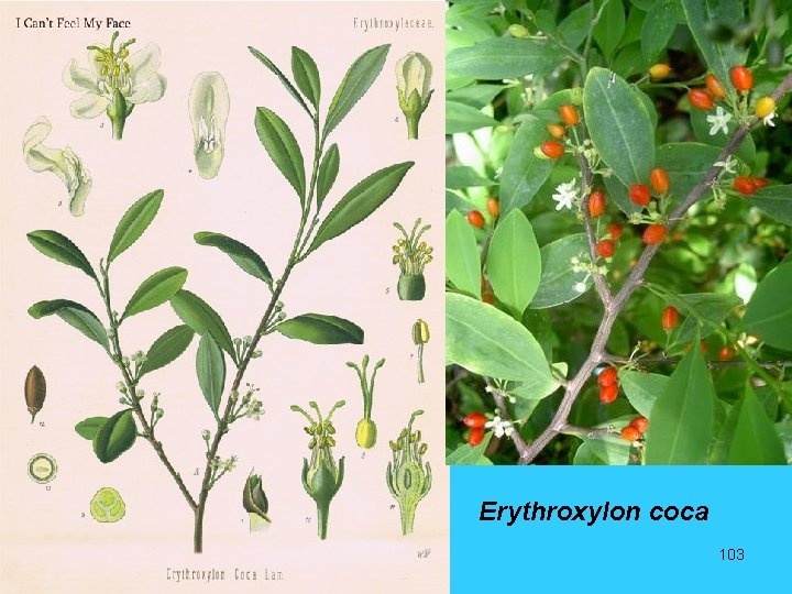 Erythroxylon coca 103 