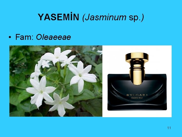 YASEMİN (Jasminum sp. ) • Fam: Oleaeeae 11 