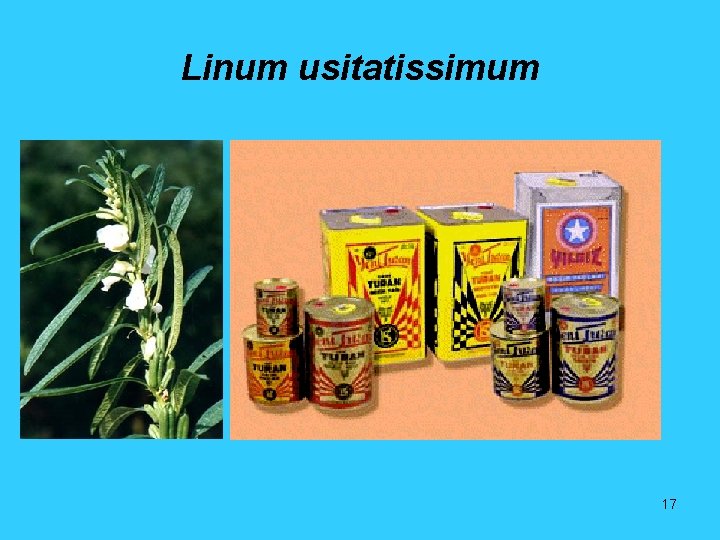 Linum usitatissimum 17 