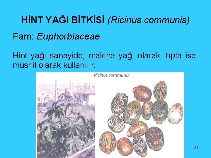 HİNT YAĞI BİTKİSİ (Ricinus communis) Fam: Euphorbiaceae Hint yağı sanayide, makine yağı olarak, tıpta