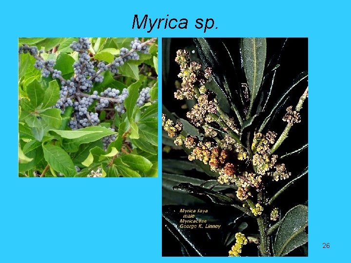 Myrica sp. 26 