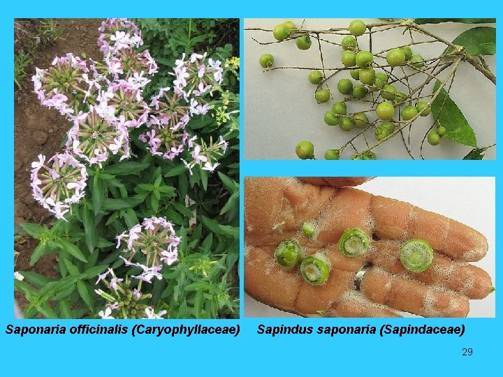 Saponaria officinalis (Caryophyllaceae) Sapindus saponaria (Sapindaceae) 29 