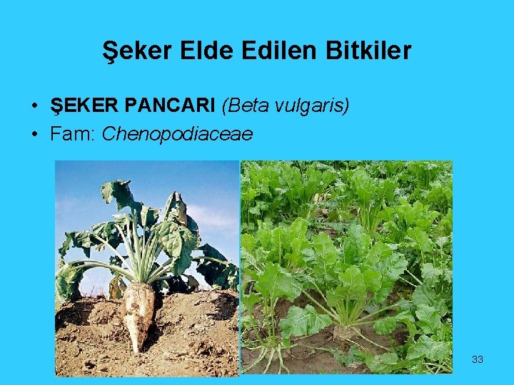 Şeker Elde Edilen Bitkiler • ŞEKER PANCARI (Beta vulgaris) • Fam: Chenopodiaceae 33 