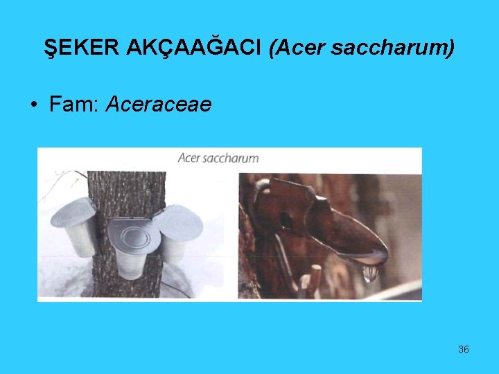 ŞEKER AKÇAAĞACI (Acer saccharum) • Fam: Aceraceae 36 