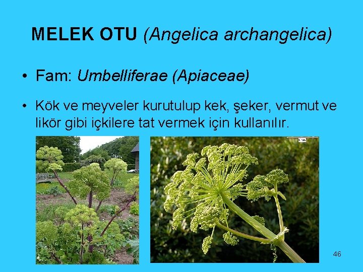 MELEK OTU (Angelica archangelica) • Fam: Umbelliferae (Apiaceae) • Kök ve meyveler kurutulup kek,