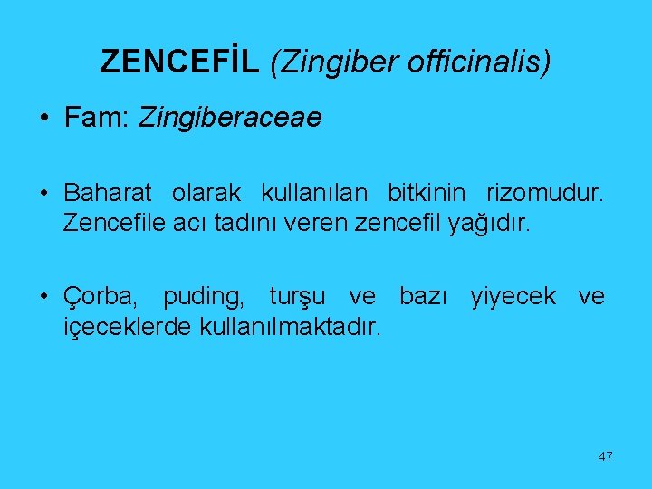 ZENCEFİL (Zingiber officinalis) • Fam: Zingiberaceae • Baharat olarak kullanılan bitkinin rizomudur. Zencefile acı