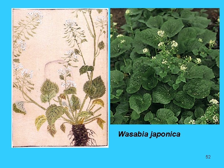 Wasabia japonica 52 