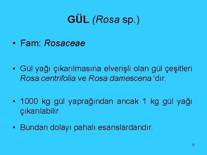 GÜL (Rosa sp. ) • Fam: Rosaceae • Gül yağı çıkarılmasına elverişli olan gül