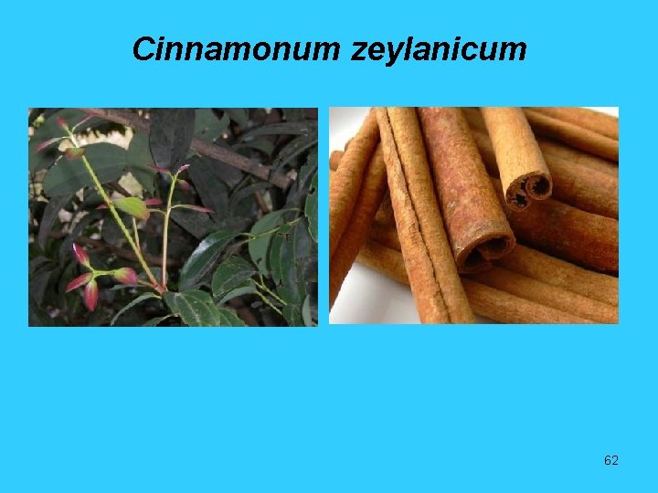 Cinnamonum zeylanicum 62 