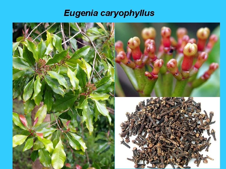 Eugenia caryophyllus 65 