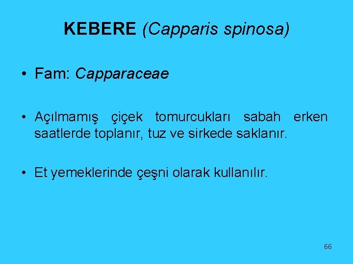 KEBERE (Capparis spinosa) • Fam: Capparaceae • Açılmamış çiçek tomurcukları sabah erken saatlerde toplanır,