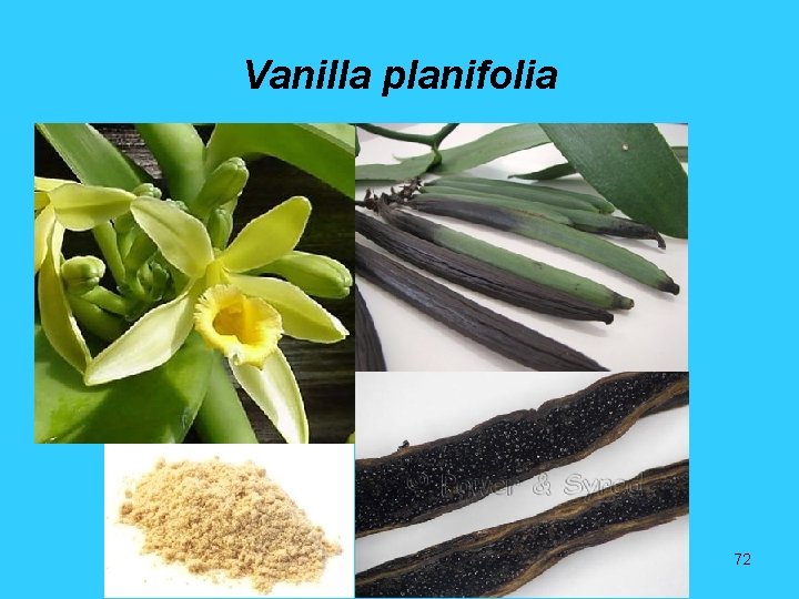 Vanilla planifolia 72 