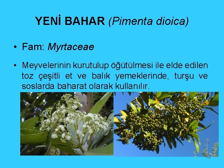 YENİ BAHAR (Pimenta dioica) • Fam: Myrtaceae • Meyvelerinin kurutulup öğütülmesi ile elde edilen